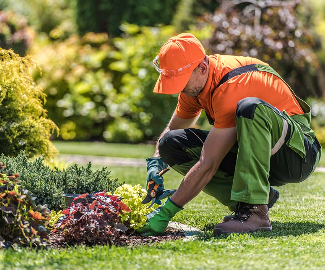 Landscaping professional tending a garden